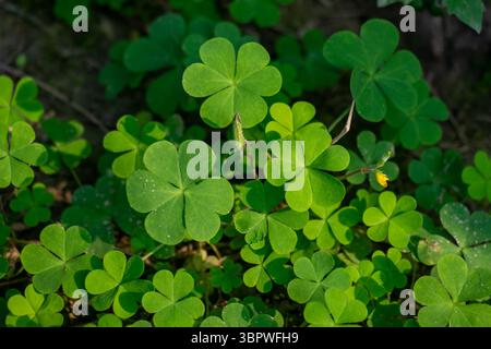 Der Sauerampfer aus der Gattung Oxalis fällt mit seiner leuchtend gelben, fünfblättrigen Blüte auf, die sich über einem dichten, grünen, dreilappigen Bett erhebt Stockfoto