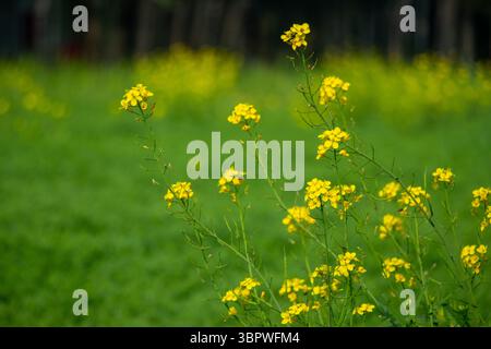 Hellgelbe Blüten, typisch für eine Senfpflanze oder Brassica juncea, bilden ein sanft verschwommenes Grün. Der Fokus liegt auf den Häufern kleiner, vierblättriger Blätter Stockfoto