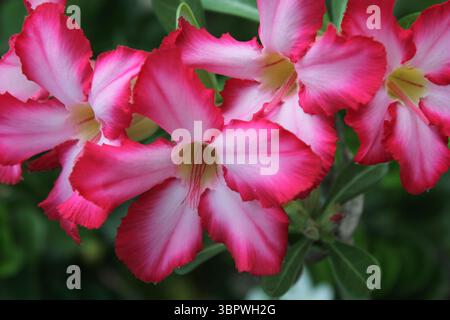 Nahaufnahme von Wüstenrose (Adenium obesum) Blüten auf einer Pflanze in einem Garten Stockfoto