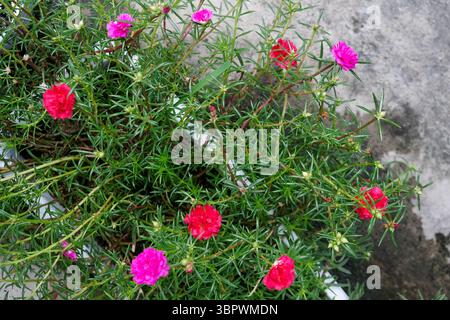Nahaufnahme der bunten Portulaca grandiflora oder Moosrose. Stockfoto