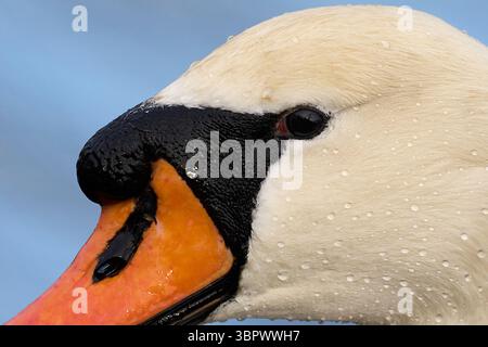 Nahaufnahme des stummen Schwans Stockfoto