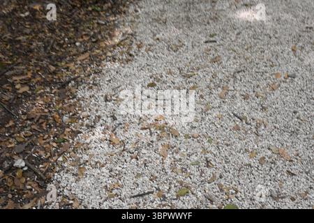 Albanien  Vlorë County Butrint National Park 01 (Teil 3) Stockfoto