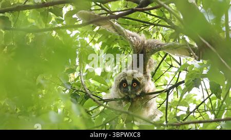 Langohr-Eule (Asio otus) juvenile in einer Drohung, Japan Stockfoto