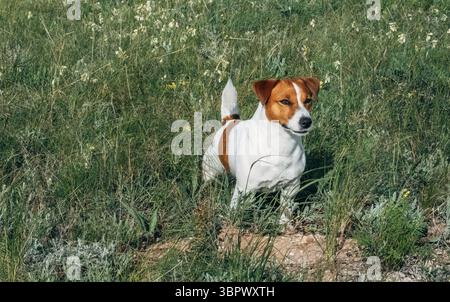 Ein kleiner, brauner und weißer Jack Russell Terrier steht auf einem grasbewachsenen Feld. Stockfoto