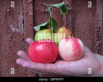 Reife, bunten Äpfel und Birnen in männlicher Hand Nahaufnahme. Obst. Sommer, Ernte. Das Konzept der natürlichen gesunden Ernährung. Kopierbereich Stockfoto