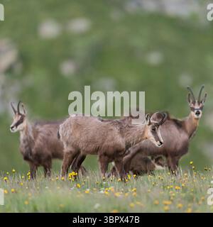 Gamsrudel... Gämse Rupicapra rupicapra , kleine Gruppe, weibliche Tiere mit einem säugenden Kitz auf blühender Frühlingswiese, Hochalm, heimische Natur *** Gämse Rupicapra rupicapra , kleine Herde, Weibchen mit einem säugenden Jungen, Wildtiere, Europa. Vogesen Frankreich, Westeuropa Stockfoto