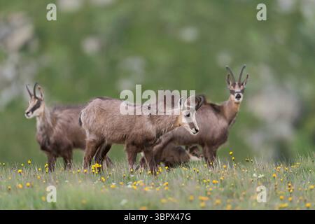 Gamsrudel... Gämse Rupicapra rupicapra , weibliche Tiere mit einem säugenden Kitz auf blühender Frühlingswiese, Hochalm, heimische Natur *** AlpenGämse Rupicapra rupicapra , kleine Herde, Weibchen mit einem säugenden Jungen, Wildtiere, Europa. Vogesen Frankreich, Westeuropa Stockfoto