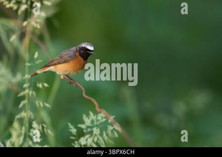 Farbenfroher männlicher gemeiner Rothahn (Phoenicurus phoenicurus) sitzt auf einem Draht vor einem natürlichen grünen Hintergrund, seltener einheimischer singvogel, Europa. Stockfoto