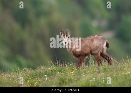 Alpenchamois ( Rupicapra rupicapra ) ernähren sich von Kräutern und Blumen am Rande einer alpinen Wiese, Tierwelt, Europa. Stockfoto