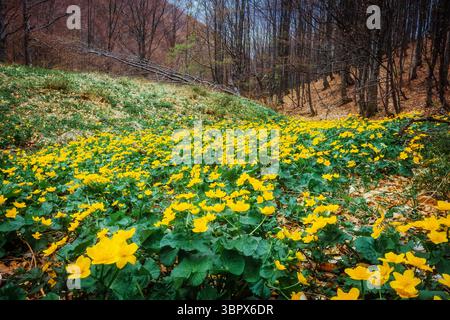 Fantastischer Teppich aus gelbem Sumpfbarsch (Caltha palustris), der von Sonnenlicht erstrahlt. Dramatische Szene und malerisches Bild. Lage Place Carpaten, U Stockfoto