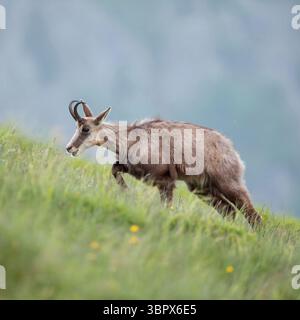 Gämse ( Rupicapra rupicapra ), weiblich, wandert bergauf auf grünen Almwiesen für Futter, Wildtiere, Europa. Stockfoto