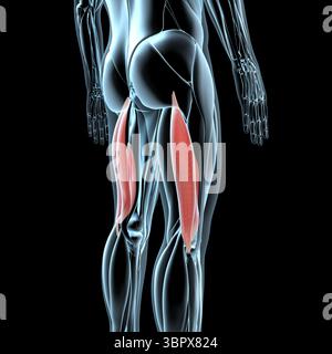 Diese 3D-Abbildung zeigt eine Ansicht der Muskeln des Bizeps femoris auf der Röntgenmuskulatur Stockfoto