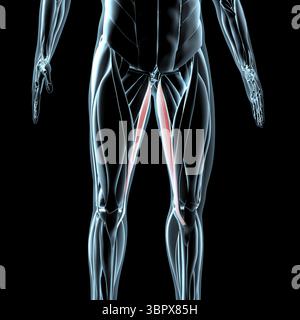 Diese 3D-Abbildung zeigt eine Ansicht der Gracilis-Muskeln auf der Röntgenmuskulatur Stockfoto