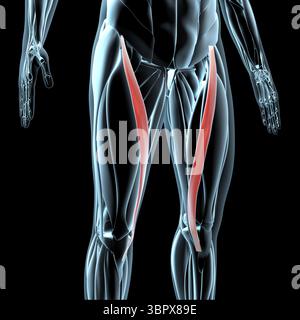 Diese 3D-Abbildung zeigt eine Ansicht der sartorius-Muskeln auf der Röntgenmuskulatur Stockfoto