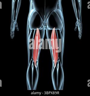 Diese 3D-Abbildung zeigt eine Ansicht der Semimembranosus-Muskeln auf der Röntgenmuskulatur Stockfoto