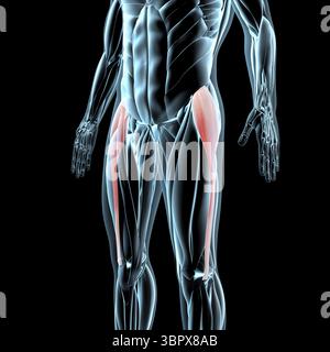 Diese 3D-Abbildung zeigt eine Ansicht der Muskeln Tensor fasciae latae auf der Röntgenmuskulatur Stockfoto