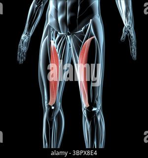 Diese 3D-Abbildung zeigt eine Ansicht der Vastus medialis-Muskeln auf der Röntgenmuskulatur Stockfoto