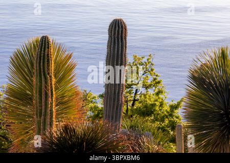 Kakteen- und Wüstenpflanzen mit Blick auf ein ruhiges Meer Stockfoto