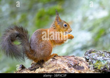 Eurasisches Rothörnchen (Sciurus vulgaris) in einem norwegischen Wald. Stockfoto