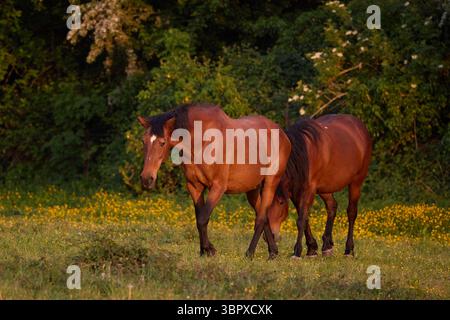 Zwei brachtfarbene Pferde auf einem Feld, das wunderschön von der warmen Abendsonne beleuchtet ist. Stockfoto