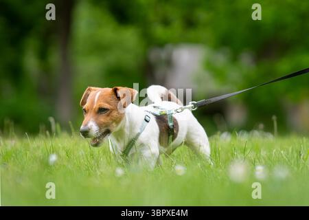 Reinrassiger, glatt beschichteter Jack Russell Terrier Welpe im Garten. Jack Russell Terrier Welpe, braun und weiß beschichtet, draußen im Park. Stockfoto