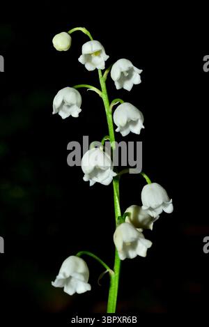 Die außergewöhnlich schönen Blumen von Convallaria majalis, Lily-of-the-Valley, auf einem dunklen Hintergrund Stockfoto