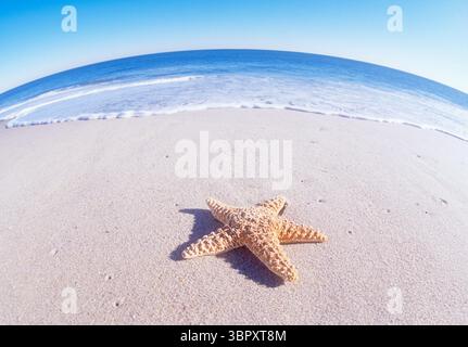 Seestern am Sandstrand Stockfoto