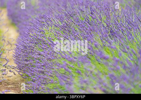 Lavendelsträucher schließen sich Stockfoto