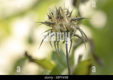 Verblasste Mariendistel (Silybum marianum) in einer natürlichen Umgebung, Ternitz, Niederösterreich, Österreich Stockfoto