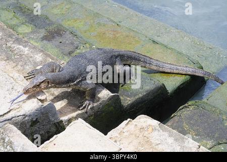 Asiatischer Wassermonitor (Varanus salvator), der aus dem Wasser kommt und die Treppen am Klettersteg klettert, Malakka, Malaysia Stockfoto