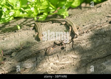 Zwei Wiesen-Eidechsen sitzen auf hölzernem Hintergrund. Braune Darevskia praticola auf dem Baum Stockfoto
