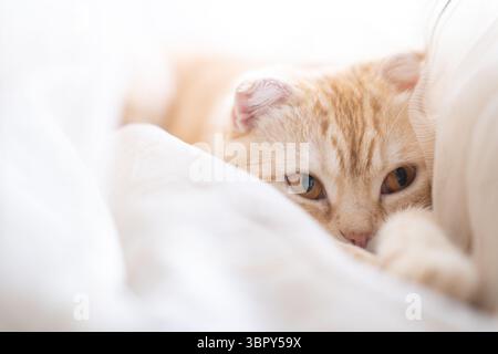 Kleine Katze mit großen braunen Augen liegt in Vorhängen auf der Fensterbank. Ein süßer Maulkorb mit Haustier liegt auf seinen Pfoten Stockfoto