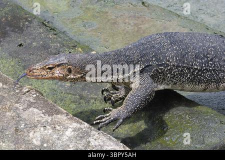 Asiatischer Wassermonitor (Varanus salvator), der aus dem Wasser kommt und die Treppen am Klettersteg klettert, Malakka, Malaysia Stockfoto
