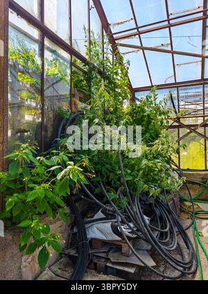 Ein riesiger, bewachsener Brennnesselstrauch, der alte Bauschutt in einem zerbröckelnden Gebäude verschluckt Stockfoto