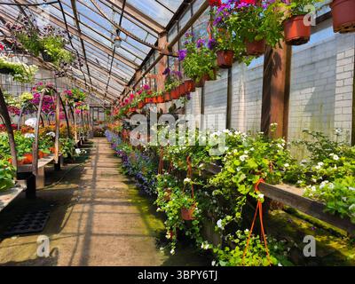 Endlose Reihen von Blumen und Setzlingen in braunen Töpfen in einem sonnendurchfluteten alten Gewächshaus Stockfoto