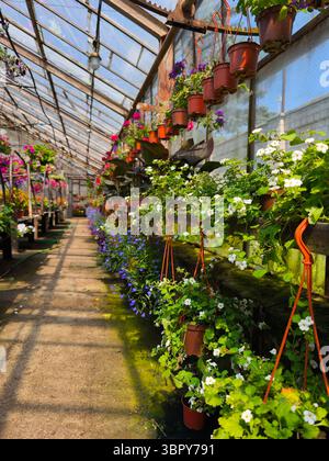 Endlose Reihen von Blumen und Setzlingen in braunen Töpfen in einem sonnendurchfluteten alten Gewächshaus Stockfoto