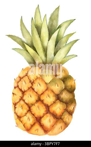 Aquarell einfache minimalistische Illustration einer Reifen Ananas mit grünen, stacheligen Blättern, auf weißem Hintergrund. Stockfoto