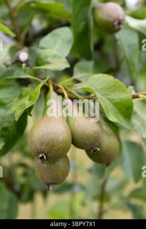 Birnen wachsen auf einem Baum aus nächster Nähe Stockfoto
