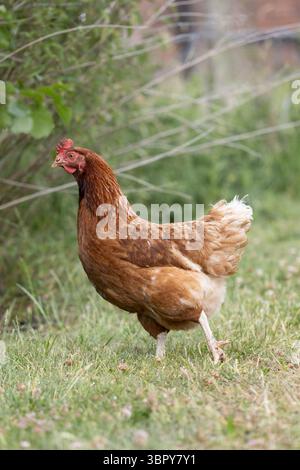 Nahaufnahme von Hühnern auf dem Hof Stockfoto