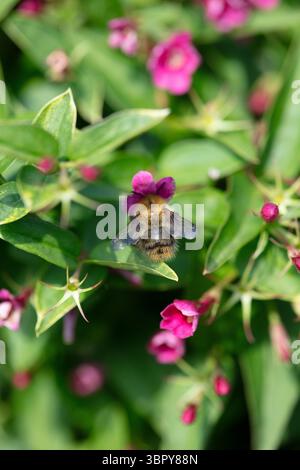 Biene auf rotem Jasmin in Nahaufnahme Stockfoto