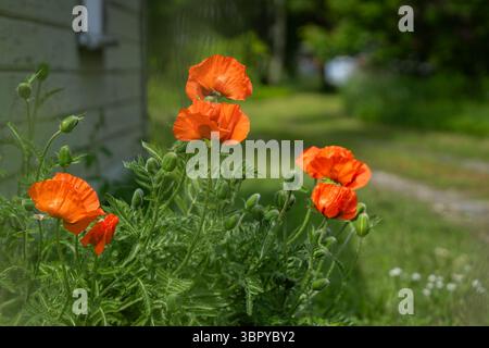Orientalische Mohnblume. Papaver orientale, eine ausdauernde Pflanze im Garten. Eine lebhafte Gruppe von Papaver Orientale (orientalischer Mohn). Einige nicht geöffnet Stockfoto