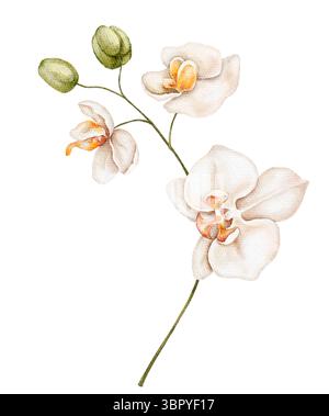 Eleganter weißer Orchideenstiel mit hellen Blütenblättern und goldgelber Mitte, in sanftem Aquarell dargestellt, ideal für minimalistische Einrichtung, Spa-Branding und Hochzeit Stockfoto