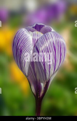 Violette und weiße Krokusblüte „Pickwick“ Stockfoto