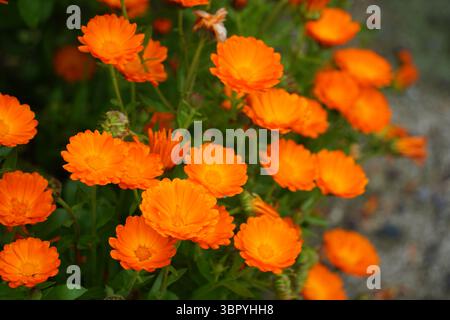 Wunderschöne orange Ringelblumen blühen im Garten. Selektiver Fokus Stockfoto