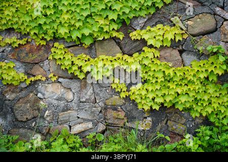 Der lebendige Green Evy klettert auf einer alten Steinmauer Stockfoto