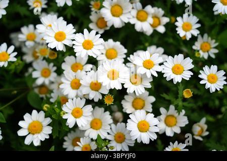 Haufen weißer Daisies in voller Blüte Stockfoto