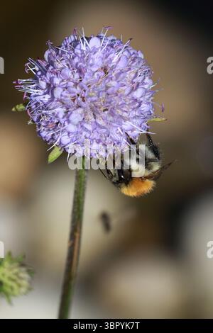 Bee on Devil's-bit scabious (Succisa pratensis) ist eine mehrjährige Wildblume, die durch ihre runden, lila-blauen Blütenköpfe und langen, ovalen Blätter gekennzeichnet ist. Stockfoto