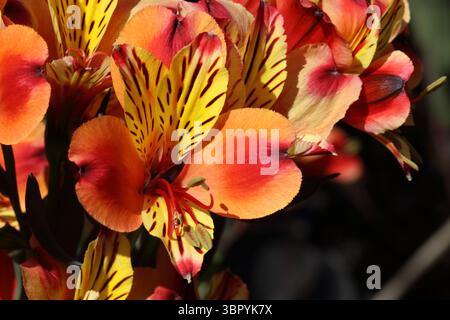 Alstroemeria, Indischer Sommer. Peruanische Lilie in voller Blüte. Stockfoto