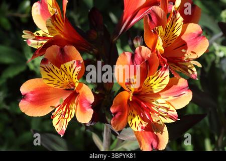 Alstroemeria, Indischer Sommer. Peruanische Lilie in voller Blüte. Stockfoto
