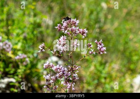 Biene auf blühendem Oregano auf saftig grüner Wiese. Stockfoto